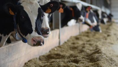 De voedermaatregelen uit het Convenant Enterische Emissies Rundvee hebben geen negatieve impact op de meetmelkproductie bij de dosis die in het convenant wordt voorgeschreven.