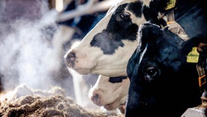 Er bestaan aanzienlijke verschillenin methaanuitstoot tussen koeien, met variaties tot wel 40 gram methaan per dag.