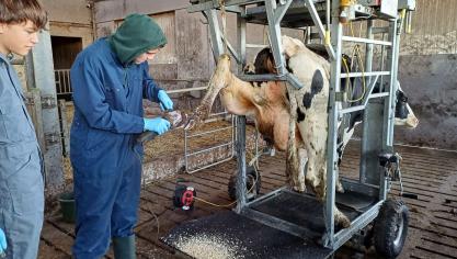 In het zevende leerjaar Productiemedewerker Dier ligt de focus onder meer op dierlijke verzorging.