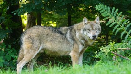pixabaywolf-g3802f4a30_1920