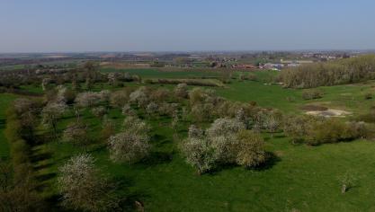 De afgelopen 20 jaar zou er iedere week tot ongeveer 2,5 ha hoogstamboomgaard in Haspengouw verdwenen zijn.
