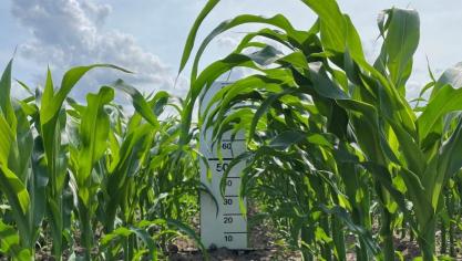 Biostimulant Kuanavo geeft in de eerste helft van een maïsteelt een boost in het gewas (zie rechts op de foto).