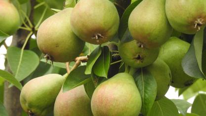 Fruittelers zenden alarmerende signalen uit omdat ze in 2026 problemen verwachten in de perenteelt.