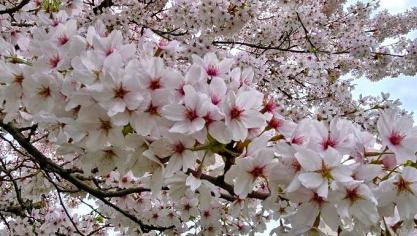 De ‘prunus yedoensis’ is ongetwijfeld een van de mooiste, meest rijkbloeiende sierkersen.