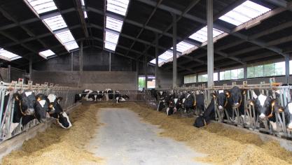 Door de koeien en stieren met de laagste methaanproductie te selecteren en te laten paren, krijgen ze nakomelingen met een lage methaanuitstoot.