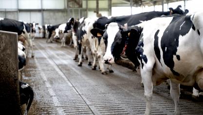 Benedict Sas stelt de huidige stikstofmetingen aan de kaak en vraag een herstelplan en eerherstel voor de veehouders.