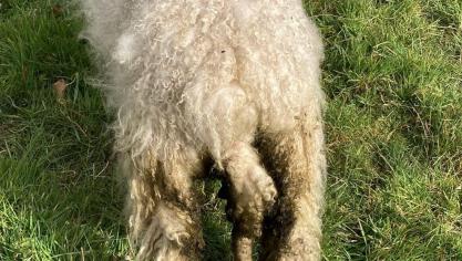 Schaap met diarree ten gevolge van een parasitaire infectie.