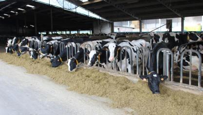 In de landbouw zijn de enterische emissiesen emissies uit de mestputde grootste bronnen van broeikasgassen.
