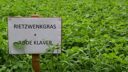 Rrietzwenkgras combineren met rode klaver blijkt heel wat voordelen op te leveren.