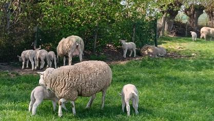 Ooien en lammeren kunnen genieten van het jonge gras of kunnen rusten in de schaduw.