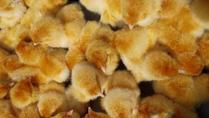 Vlaams minister van Dierenwelzijn Ben Weytsdenkt dat het houden van dubbeldoelrassen in plaats van legkiprassen een oplossing zou kunnen zijn voor het probleem van de eendagshaantjes.