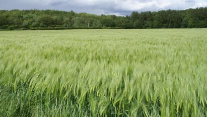 Statbel raamt een algemene lichte daling met 0,7% van de landbouwproductie tussen 2023 en 2024.