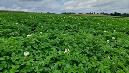Dien je verzamelaanvraag uiterlijk op 30 april in via het e-loket www.landbouwvlaanderen.be.