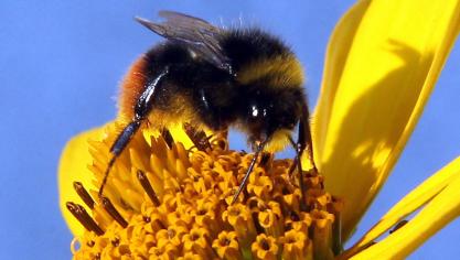 Het bijenvoedsel van Apix Biosciences kan het natuurlijke stuifmeel vervangen.