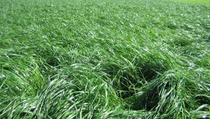 KU Leuven-onderzoek toont verhoogde allergische reacties aan door stikstofrijke graslanden.