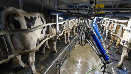 De productie in de EU28 is zwak in het eerste kwartaal van 2025. De beste verklaring lijkt te liggen in de naweeën van blauwtong en de slechte weersomstandigheden op sommige plaatsen.