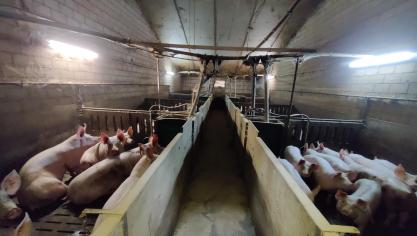 De stikstofmetingen in West-Vlaamse varkensstallen zijn intussen gestart.