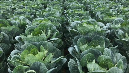 Vorig jaar werd op 2915 ha in België spruitkool geteeld.