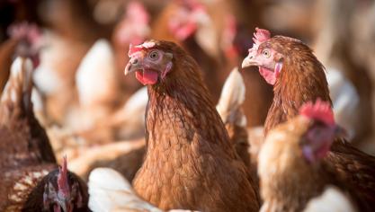 Het USDA heeft een budget van omgerekend 88 miljoen euro beschikbaar voor bedrijven die vogelgriep bij pluimvee kunnen helpen voorkomen of behandelen en voor het ontwikkelen van vaccins tegen vogelgriep bij pluimvee.