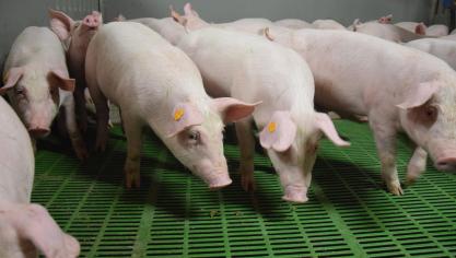 Dankzij de PRRS-Monitors krijgen varkenshouders en dierenartsen steeds meer inzicht in de situatie op het bedrijf.
