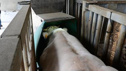 De GreenFeed zuigt de omgevingslucht weg tijdens het vreten en hierin wordt de hoeveelheid methaan geanalyseerd.