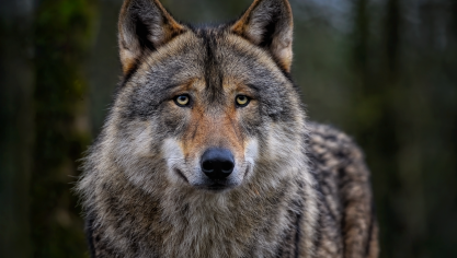 De groeiende wolvenpopulaties zorgen in sommige regio’s voor problemen, ook in Limburg. Door de beschermingsstatus te versoepelen, luisteren we naar de vele zorgen van landbouwers en inwoners, zegt Wouter Beke.