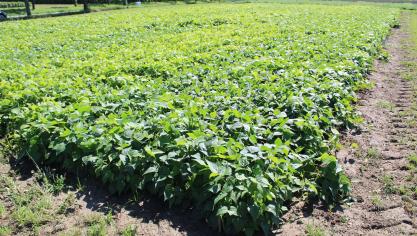 Planten maken 80% uit van het voedsel dat we eten endienen als voer voor de dieren die we houden voor consumptie.