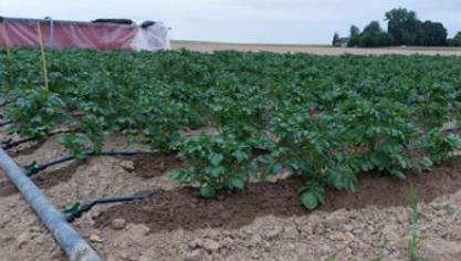 In 2023 legde Viaverda een proef aan met druppelirrigatie in aardappelen.