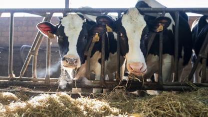 In het project KringLoopKoe onderzoeken ILVO en Inagro de unieke positie van rundvee in 3 actuele thema’s.