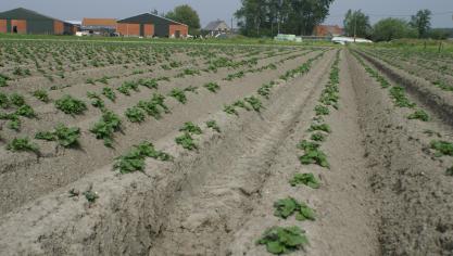 Je verzamelaanvraag wijzigen kan nog tot uiterlijk 31 mei via het e-loket www.landbouwvlaanderen.be.