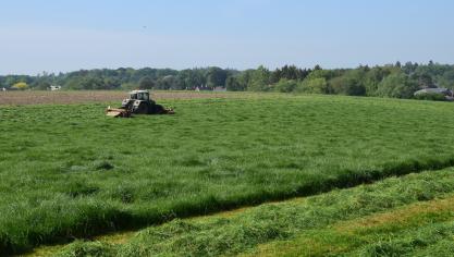 Op de Belgische rassenlijst zijn recent 7 nieuwe rassen van Engels raaigras en één nieuw ras van rietzwenkgras toegelaten.