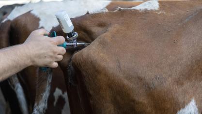 De verschuiving van de deadline van de vaccinatiecampagne roept veel vragen op in het veld.