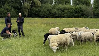 Herders Frederik en Bruno (staand) met schepen Bram Van Braeckevelt en een deel van de kudde schapen die voor stad Gent worden ingezet.