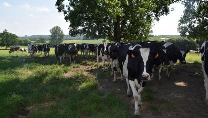 Grote kuddes voldoende schaduw geven is niet altijd evident.