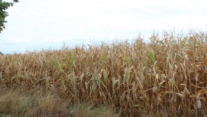 De landbouwsector in  de Europese Unie verliest gemiddeld meer dan 28 miljard euro per jaar  door droogte of  overstromingen.