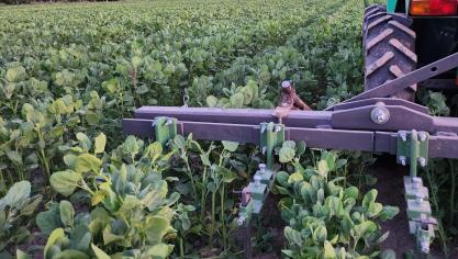 Door te schoffelen met de tractor werd het onkruid op dit quinoaperceel onder controle gehouden.