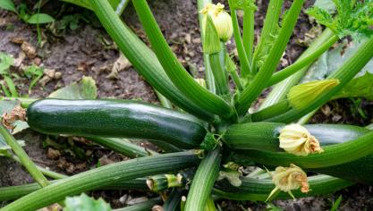 Als je regelmatig oogst en de courgette niet te groot laat worden, kan je tot wel 40 vruchten oogsten van 1 plant.