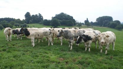 De prijzen voor witblauwe stieren blijven volgens Coevia stabiel.