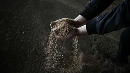 Granen en graanproducten in Oostenrijk vertonen volgens onderzoek van Global 2000 verontrustend hoge concentraties TFA, een afbraakproduct van PFAS-pesticiden.