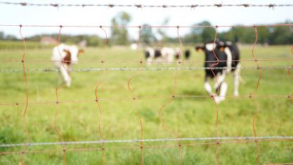 Hier zet men in op financiële ondersteuning en op hulp bij plaatsing van wolfwerende omheiningen.