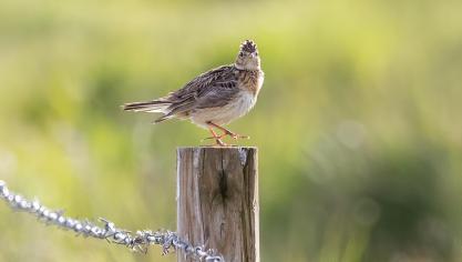 Tussen 2007 en 2024 is de boerenlandvogelindex met 25% gedaald. Landbouwers kunnen helpen bij het herstel van de populaties.