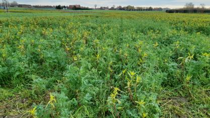 Een complex groenbemestermengsel: Japanse haver, phacelia, Niger, zomerwikke, zomerveldboon en Alexandrijnse klaver.