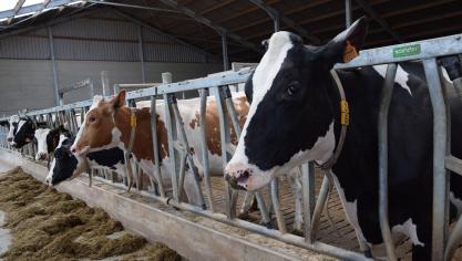 Specifiek gefocust op de landbouw daalde de uitstoot van ammoniak tussen 2005 en 2023 met 25%.