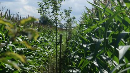 Boeren kunnen een subsidie aanvragen voor de aanplant van een boslandbouwsysteem bij het Agentschap Landbouw en Zeevisserij.