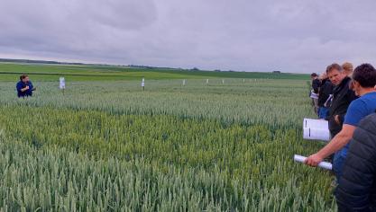 Femke Moors gaf toelichting bij de teelttechnische ervaringen opgedaan in wintertarwe.
