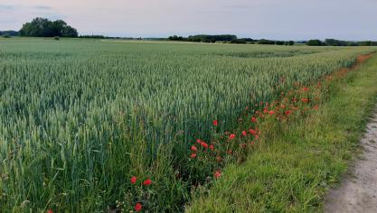 Het LCG waarschuwt dat op de aren van tarwe in bepaalde regio’s bladluizen worden waargenomen.