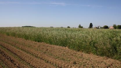 Gras zoals het nu - half juni - gemaaid wordt. Een later bloeistadium bevat meer celstof en is dus beter geschikt voor het doorsneehobbypaard of de doorsneepony.