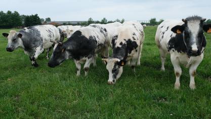 De prijzen voor witblauwe runderen blijven volgens Coevia stabiel.
