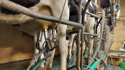 Onder meer dankzij de stijging van de melkprijs en dankzij een betere opbrengst van de koeien en de kalveren steeg de semibrutowinst met iets meer dan 23%.