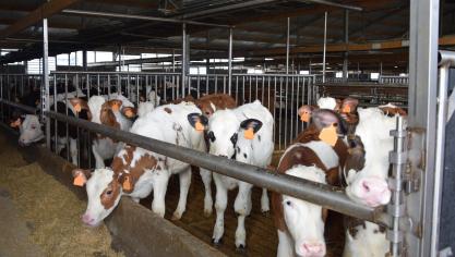 De nieuwe wetgeving om antibacteriële resistentie te voorkomen is momenteel enkel van toepassing voor varkens, vleeskippen, leghennen en vleeskalveren.